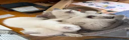 British Shorthair cats for sale: Britishshort hair Pedigree Kittens | DNA Clear  - Advert 13