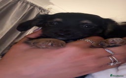 Dachshund dogs for sale: Gorgeous mini Dacshund X puppies🐾 - Advert 7