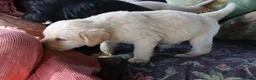 Labradoodle dogs for sale: Beautiful Third-Generation Labradoodle Puppie - Advert 30
