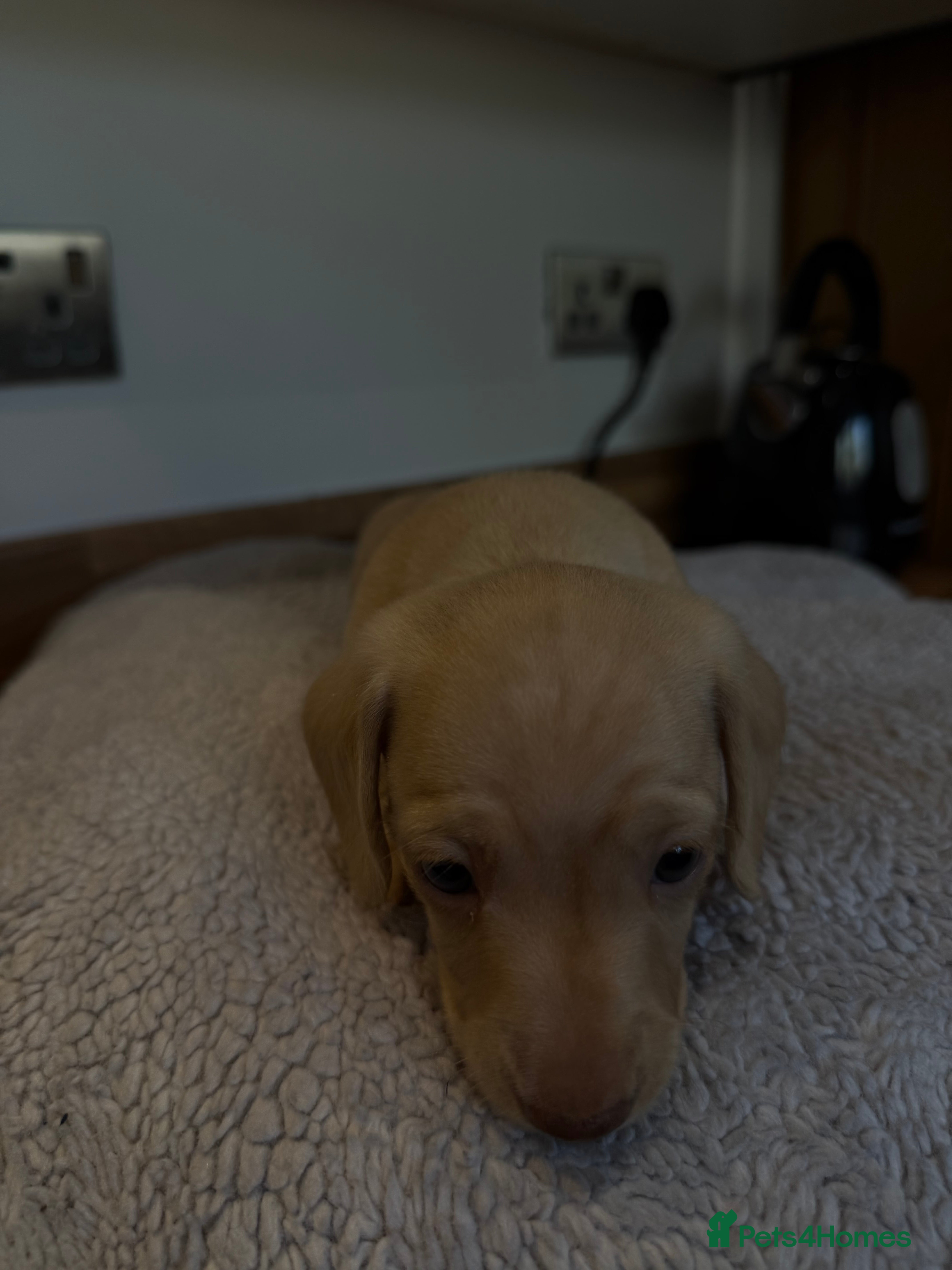 Miniature Dachshund dogs KC registered Miniature Dachshund Long & smooth  - Advert 1