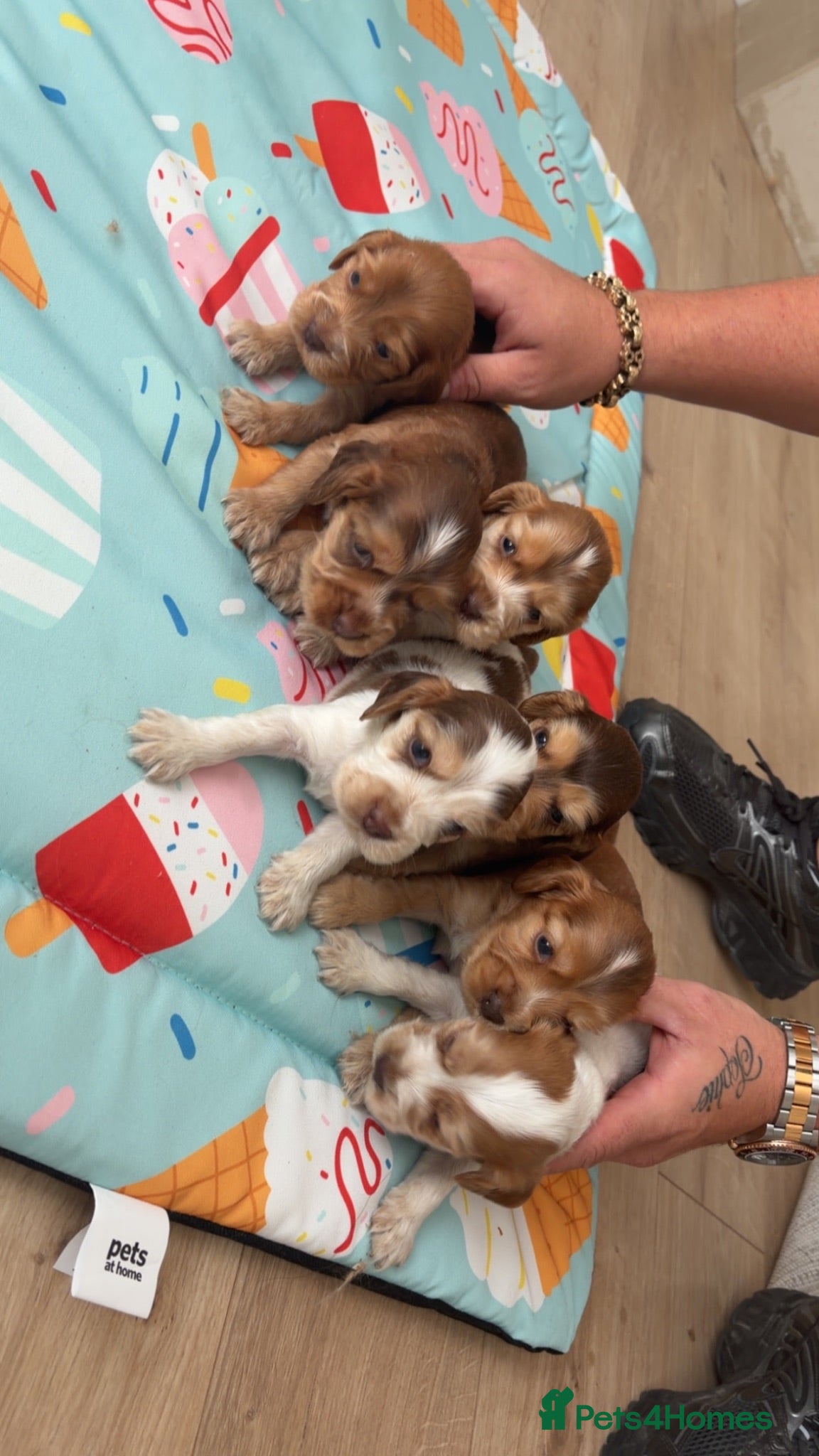 Cocker Spaniel dogs ⭐️⭐️⭐️⭐️kc registered show cocker spaniels⭐️⭐️⭐️⭐️ - Advert 16