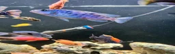 Cichlids fish for sale: Mbuna ob and demasoni cichlids in Manchester - Advert 1
