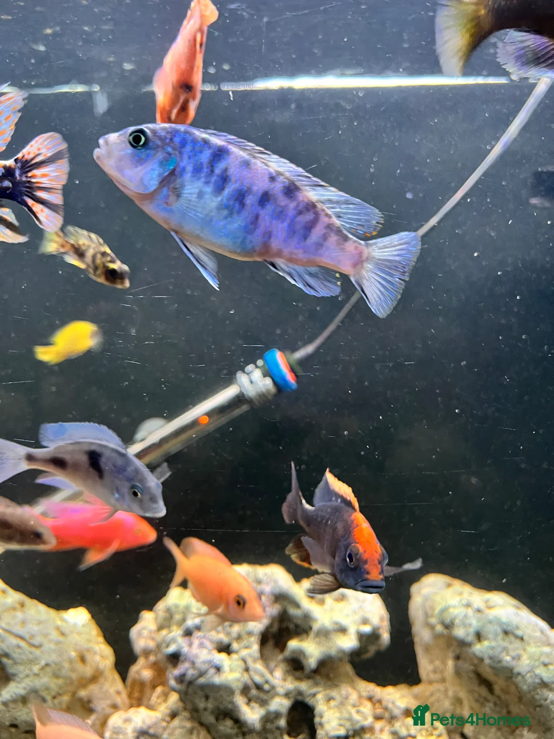 Cichlids fish for sale: Mbuna ob and demasoni cichlids in Manchester - Advert 1