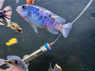 Cichlids fish Mbuna ob and demasoni cichlids - Advert 3