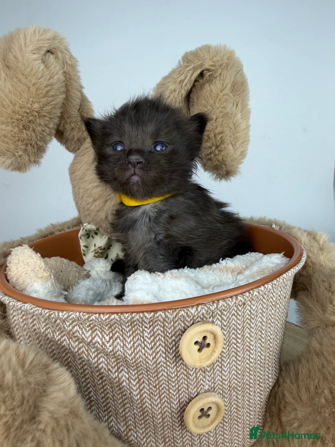 Ragcoon cats for sale: 🤍 RAGDOLL X MC KITTENS | HEALTH-TESTED PARENTS - Advert 31