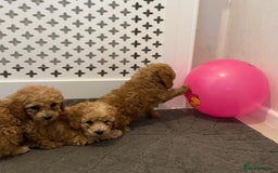 Cockapoo dogs for sale: Cockapoo F1B - Image 7