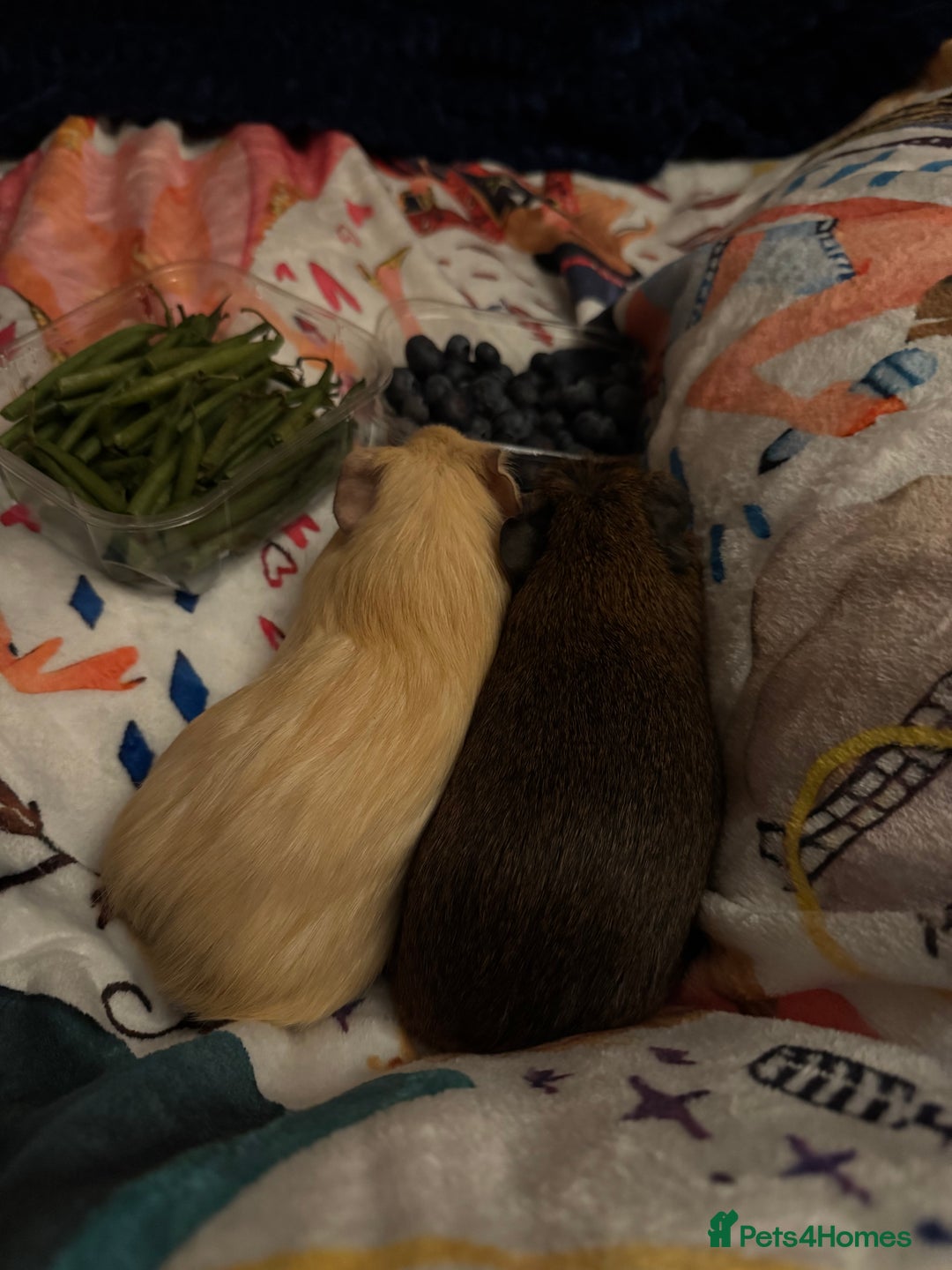 Guinea Pig rodents for sale: Male Guinea Pigs  - Advert 2