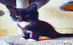 Mixed Breed cats for sale: 2 LOVELY AND CUTE KITTENS LOOKING FOR HOME!!! - Image 3