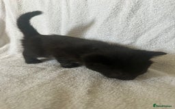 Domestic Shorthair cats for sale: Lovely tabby and black kittens - Image 6