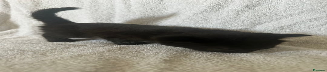 Domestic Shorthair Kitten 6