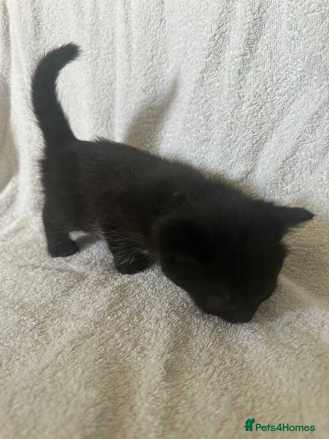 Domestic Shorthair cats for sale: Lovely tabby and black kittens - Image 6