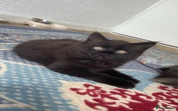 British Longhair cats for sale: British longhair kitten  - Image 1