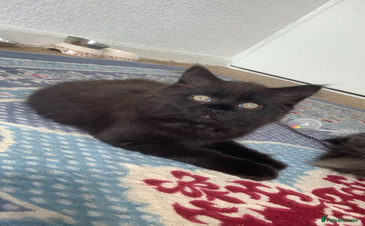British Longhair cats - Advert 1