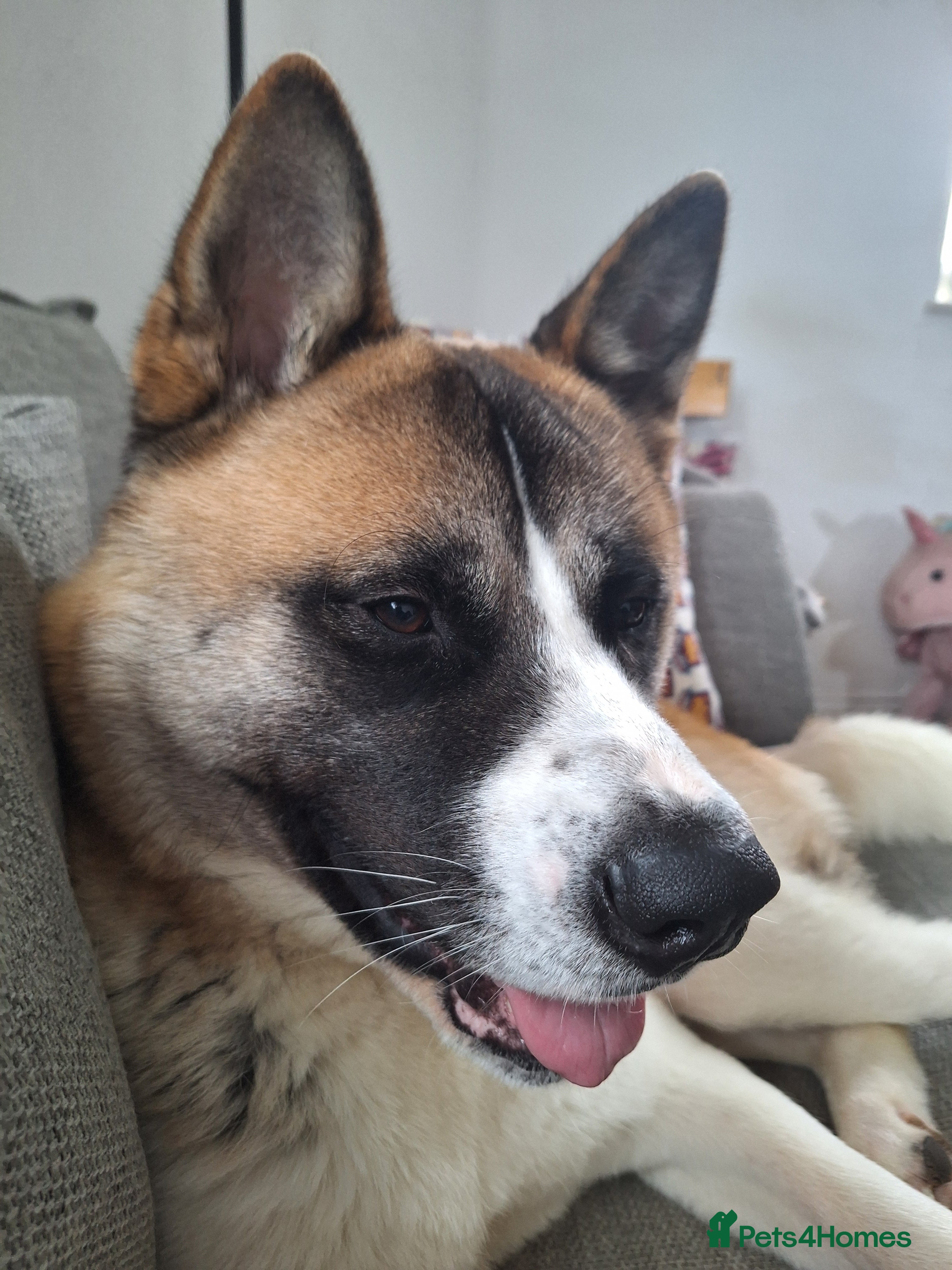 Akita dogs Bailey - Advert 2