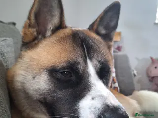 Akita dogs Bailey - Advert 2