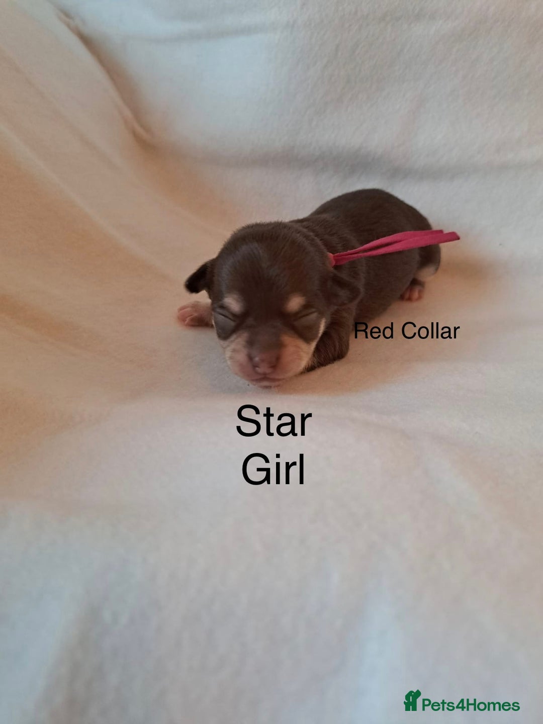 Chihuahua dogs for sale: Beautiful Chihuahua pups - Advert 9