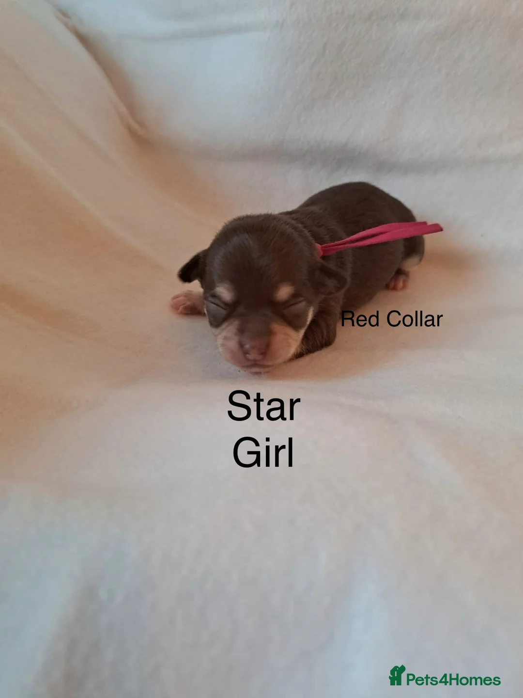 Chihuahua dogs for sale: Beautiful Chihuahua pups 1 Boy left  - Advert 22