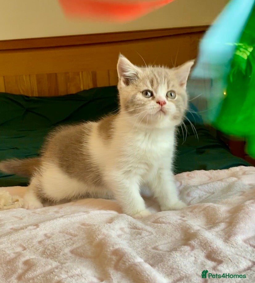 Scottish Fold cats 🧸1 OUTSTANDING TICA FAWN BICOLOUR GIRL LEFT 🧸 - Advert 1