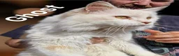 Maine Coon cats for sale: TICA Registered Maine Coon Kittens - Advert 3