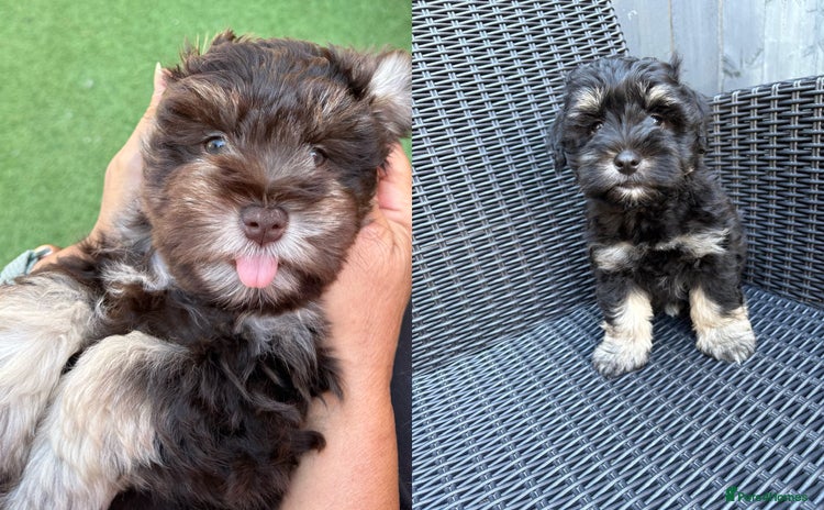 Miniature Schnauzer dogs - Advert 1
