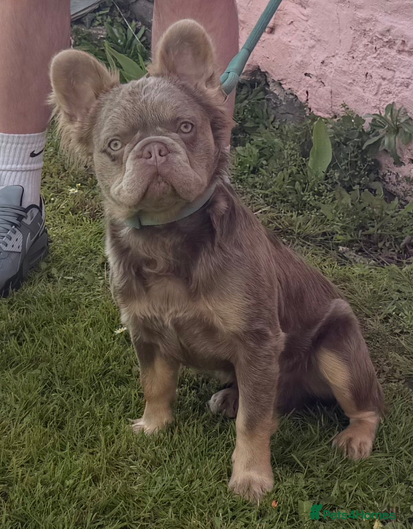 French Bulldog dogs for stud: New Shade Isabella & Tan Full Fluffy - Advert 5