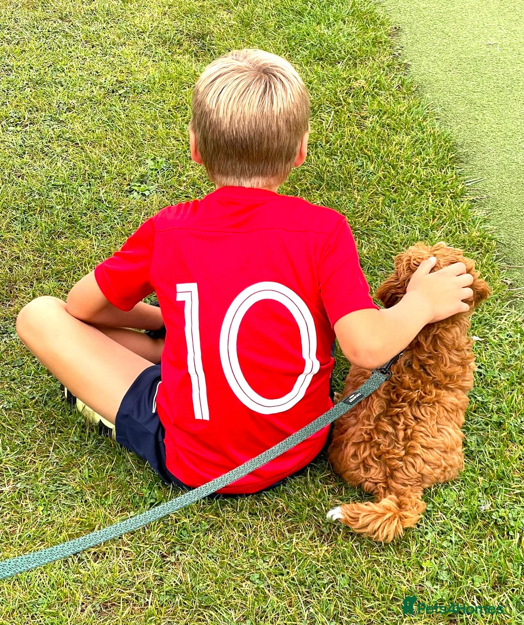 Cavapoo dogs for sale: Quality F1b  Cavapoo puppies - Advert 29