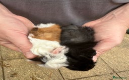 Guinea Pig rodents for sale: The cutest pair of funky coated boar brothers - Image 2