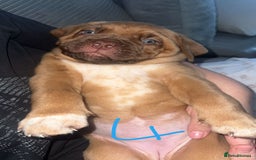 Dogue De Bordeaux dogs for sale: Dogue de bordeaux - Advert 20