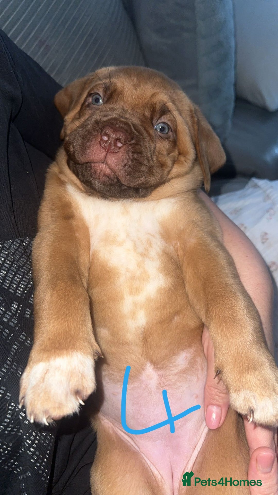 Dogue De Bordeaux dogs for sale: Dogue de bordeaux - Advert 20