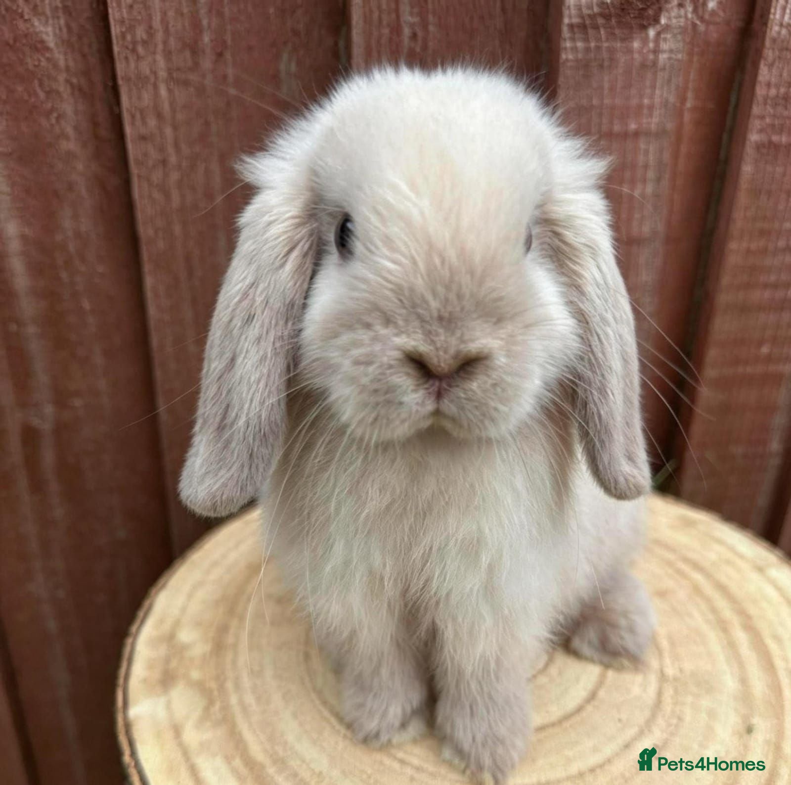Mini Lop rabbits Stunning Mini lop - Advert 1