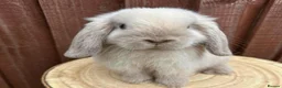 Mini Lop rabbits for sale: Stunning Mini lop in Grimsby - Advert 1