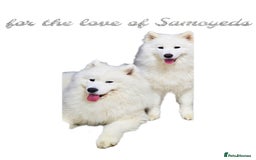 Samoyed dogs for sale: pending litter. we accept a reservation now  - Image 1