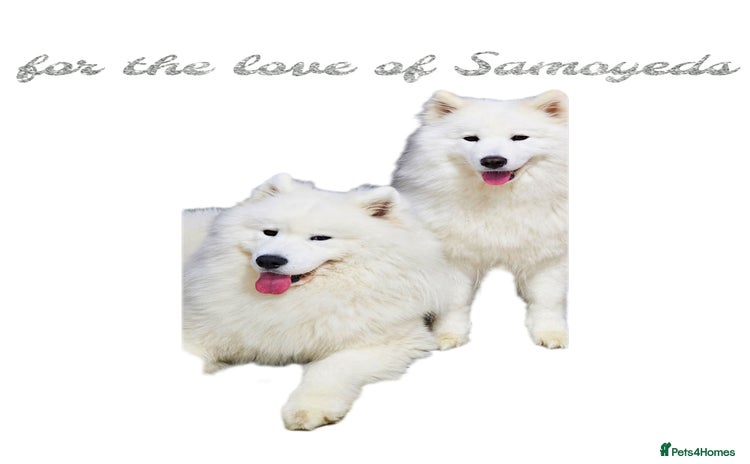 Samoyed dogs - Advert 1