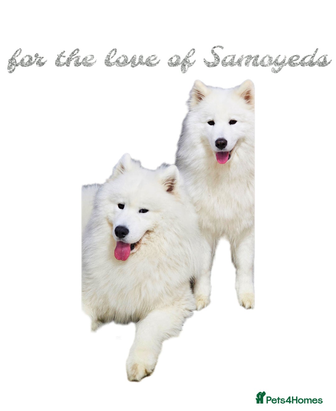 Samoyed dogs for sale: pending litter. we accept a reservation now  - Image 1