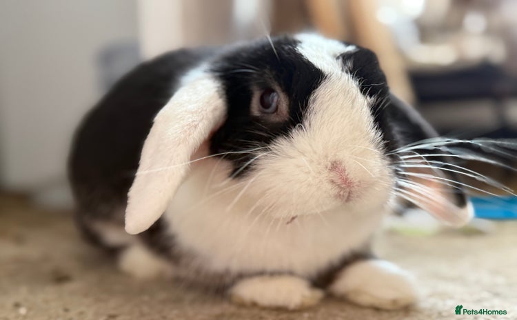 French Lop rabbits - Advert 1