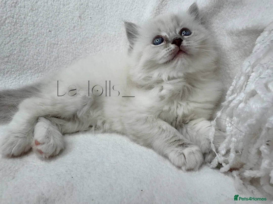 Ragdoll cats for sale: 🐾 Beautiful Blue-Eyed kittens 🐾 - Advert 9