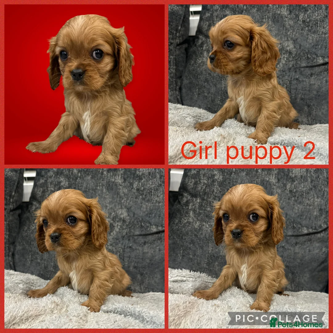 Cavalier King Charles Spaniel dogs for sale: **KC REGISTERED DNA CLEAR 🧬 CAVALIER PUPPIES** - Advert 3