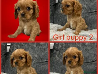 Cavalier King Charles Spaniel dogs **KC REGISTERED DNA CLEAR 🧬 CAVALIER PUPPIES** - Advert 13
