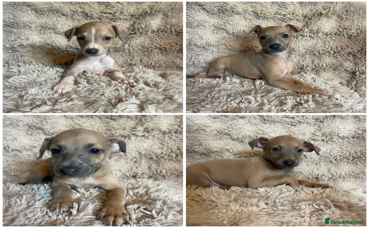 Mixed Breed dogs - Advert 15