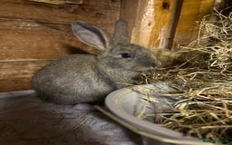 Mini Lion Lop rabbits for sale: Gorgeous angora/lionhead baby rabbits - Image 1