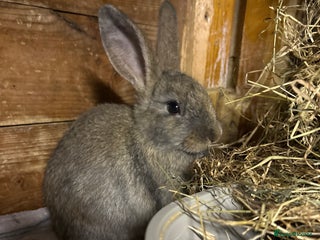 Mini Lion Lop rabbits - Advert 15