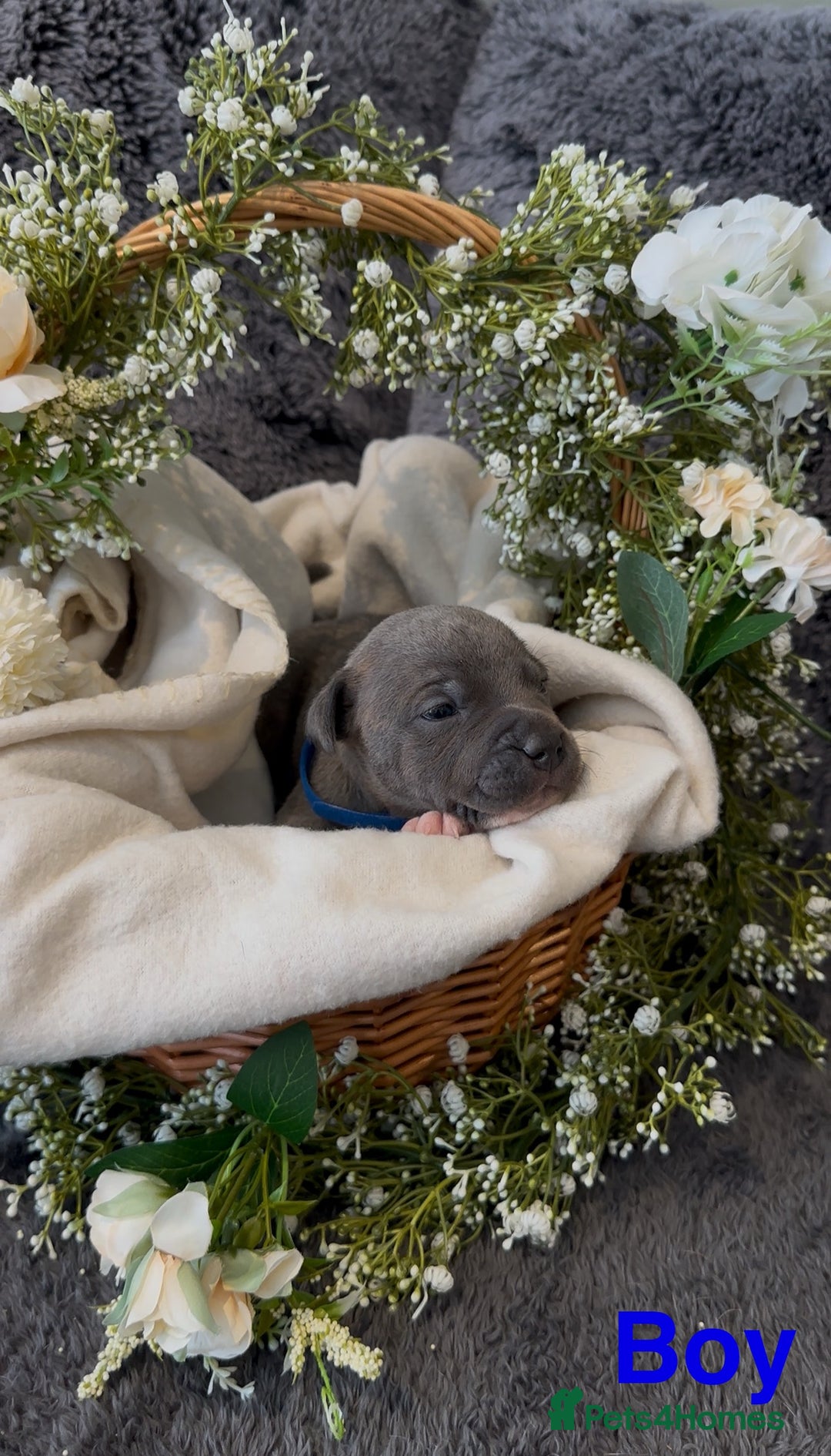 Staffordshire Bull Terrier dogs for sale: Stunning Staff Puppies  - Image 9