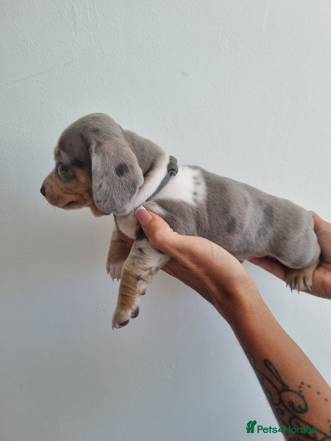 Dachshund dogs for stud: Kc Miniature smooth dacshund stud in Brierley Hill - Advert 10
