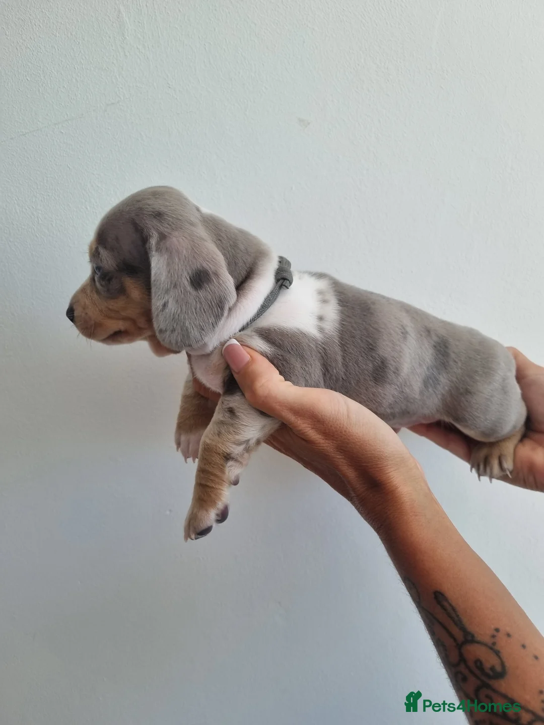 Dachshund dogs for stud: Kc Miniature smooth dacshund stud in Brierley Hill - Advert 10