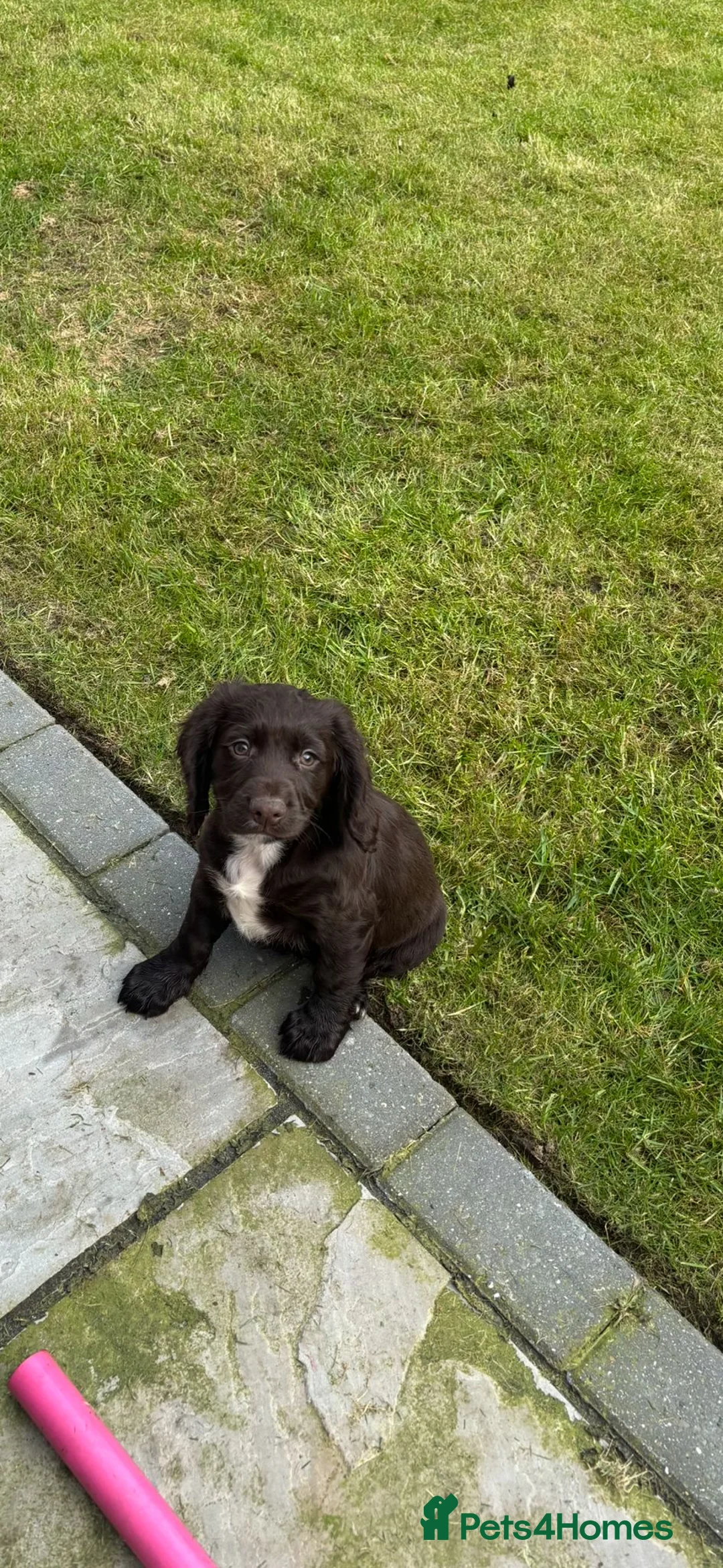 Cocker Spaniel dogs for sale: Cocker spaniel pups - Advert 1