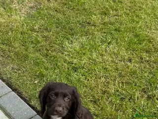 Cocker Spaniel dogs Cocker spaniel pups - Advert 3