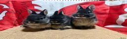 Netherland Dwarf rabbits for sale: Gorgeous Netherland dwarfs  Ready now  - Advert 2