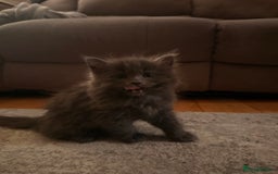 Mixed Breed cats for sale: 3 Gorgeous Long Hair Kittens Available - Image 3