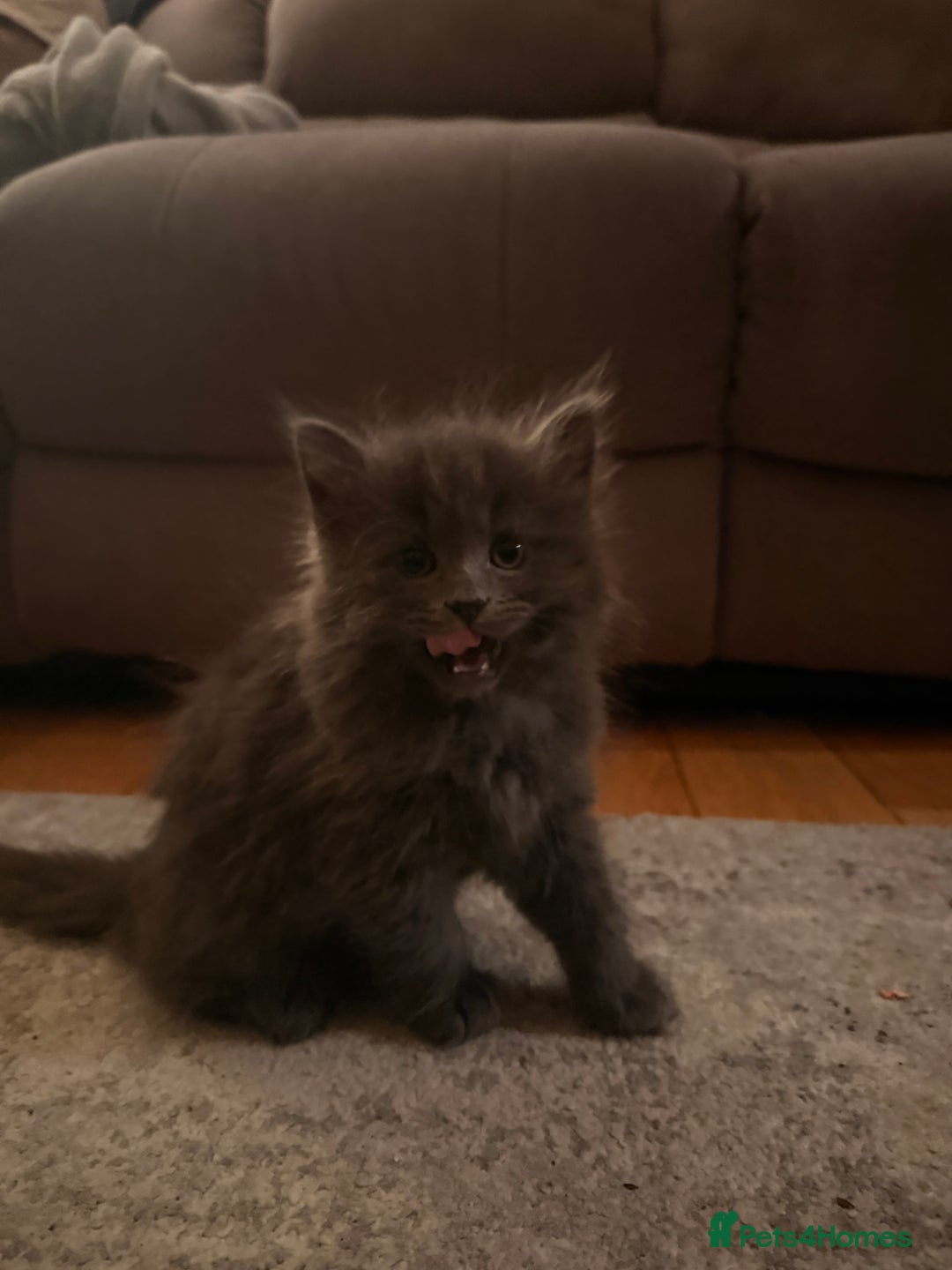 Mixed Breed cats for sale: 3 Gorgeous Long Hair Kittens Available - Image 3