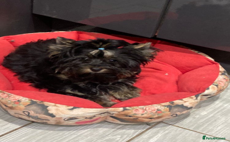 Yorkshire Terrier dogs - Advert 6